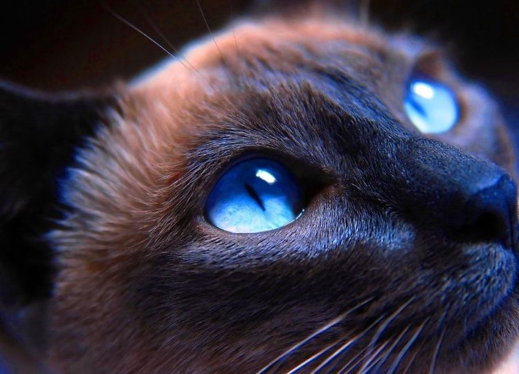 Gato con ojos azules