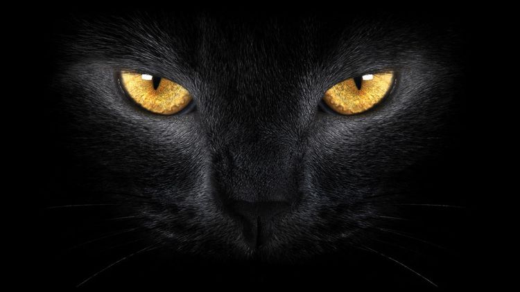 Gato negro en la oscuridad