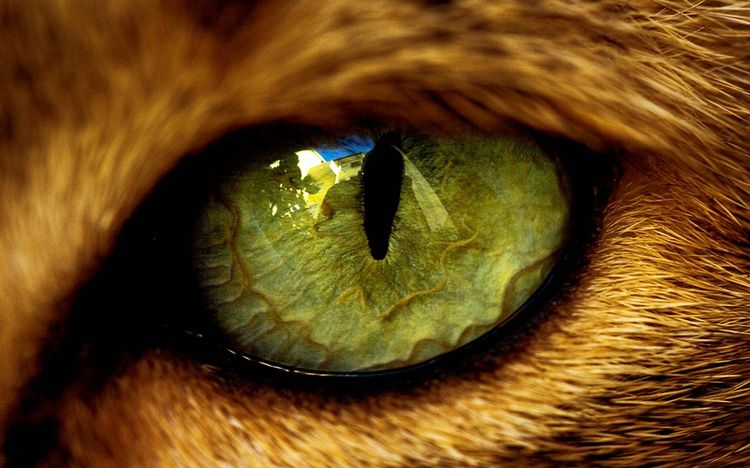 Ojo del gato