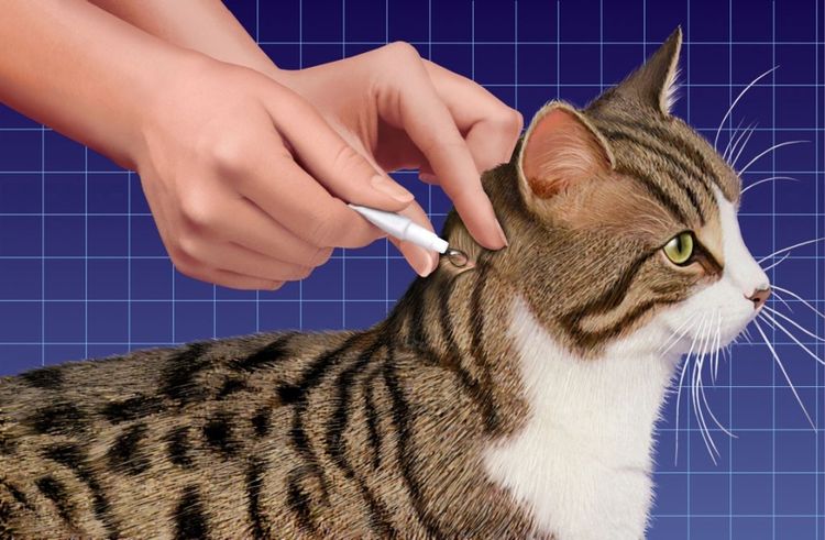 Aplicación de las gotas en la cruz del gato