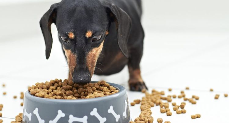 Un perro teckel come alimento seco