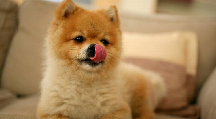 El perro se lame