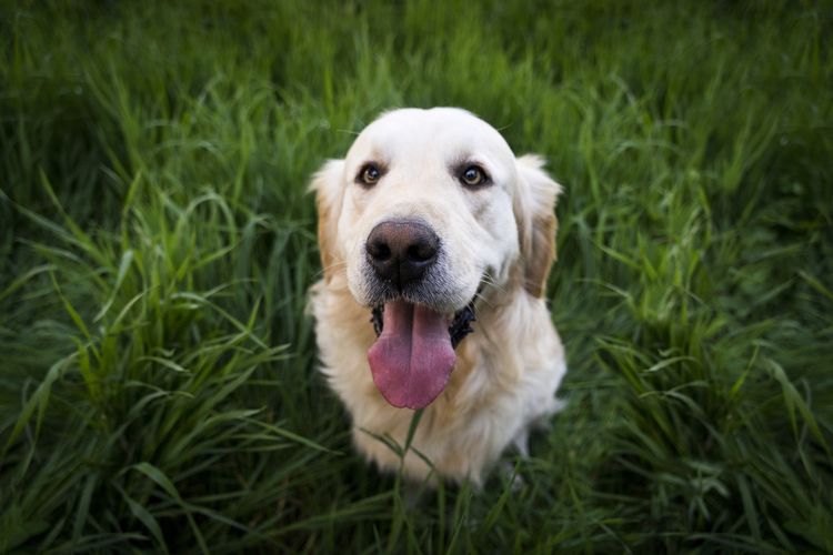 Hund im Gras