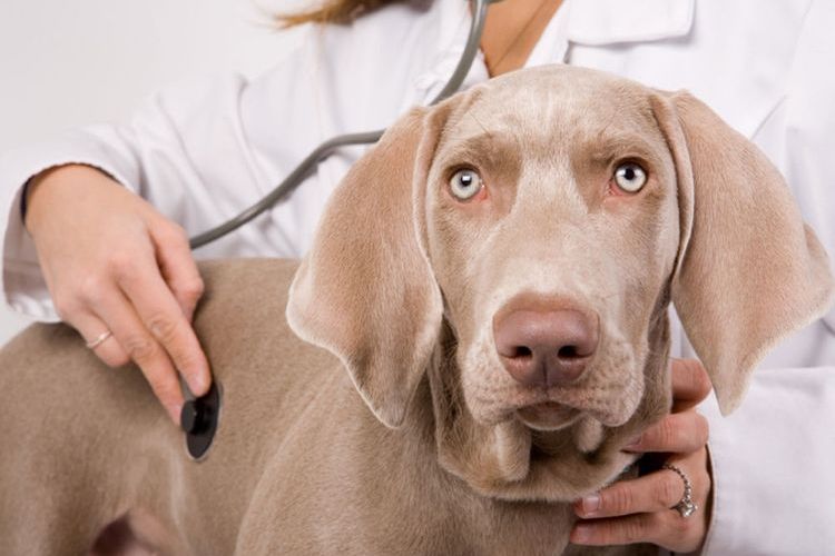 Der Hund beim Tierarzt