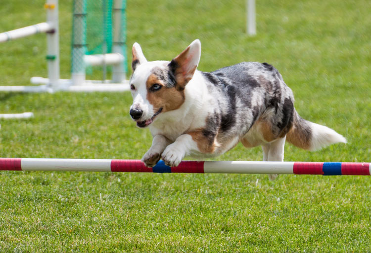 corgi galés cardigan deporte