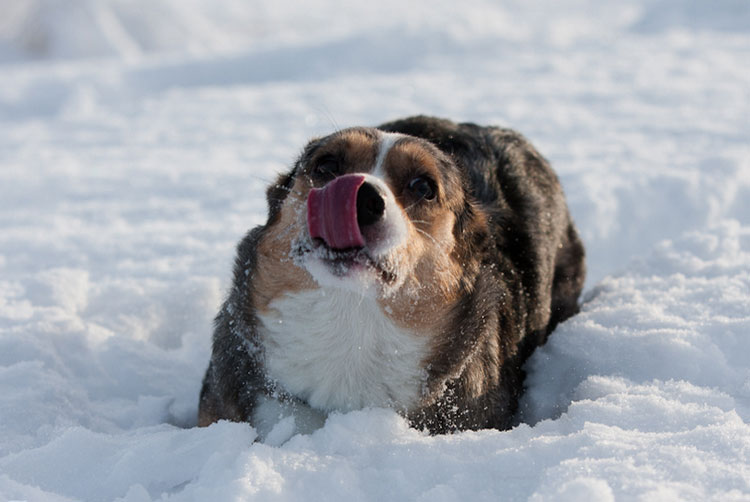 perro corgi galés cardigan