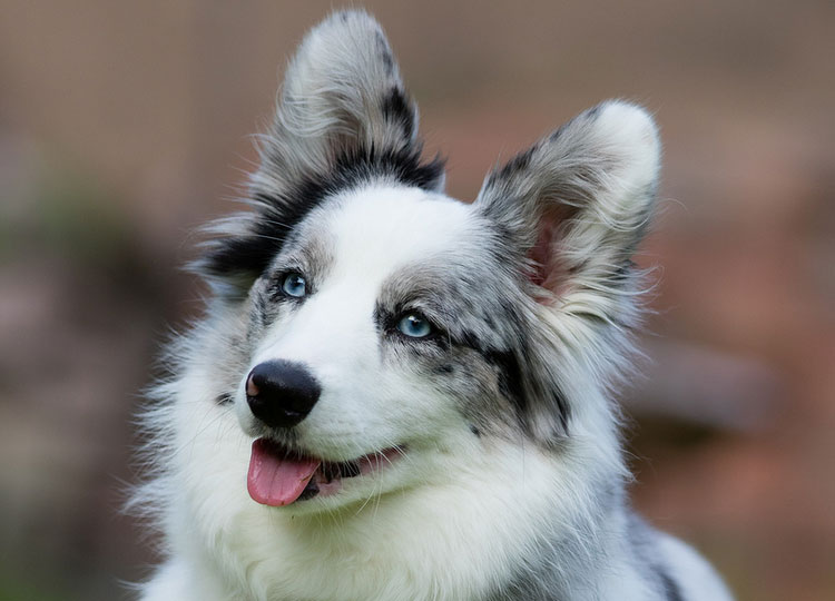 merle corgi cardigan