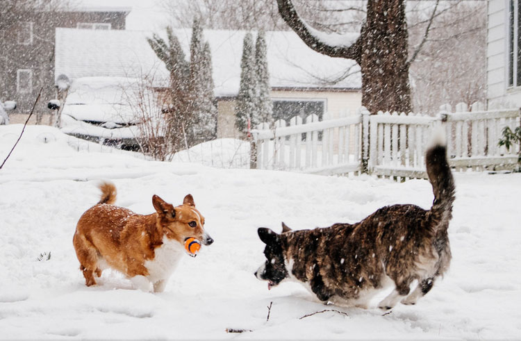 cuidado del corgi cardigan galés
