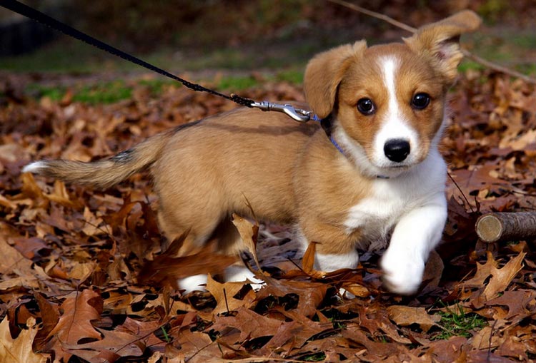 cachorro de corgi cardigan galés