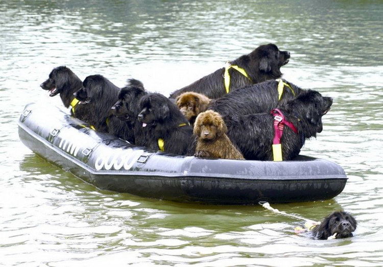 perro rescatando en el agua