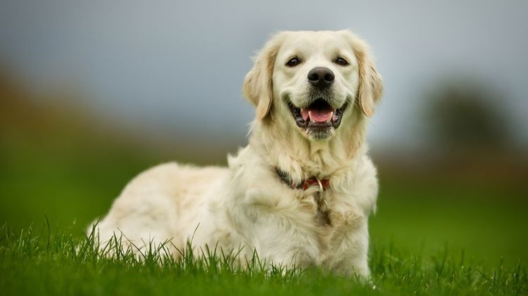 Golden retriever de paseo