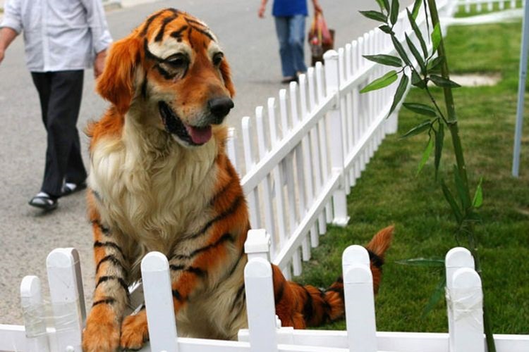 Lustige Hundefrisuren