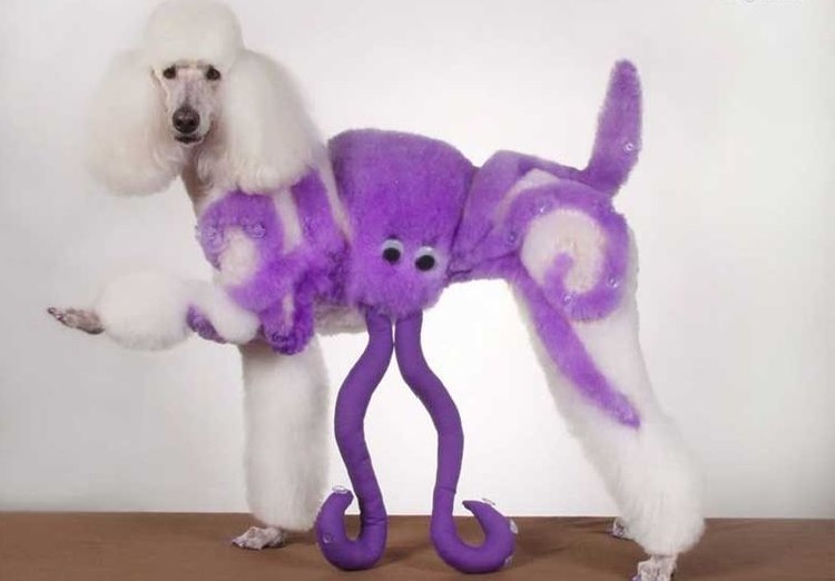 Lustige Hundefrisuren