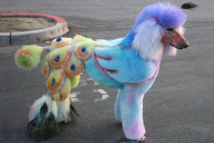 Lustige Hundefrisuren