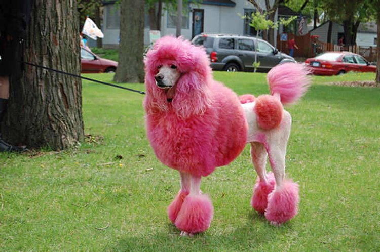 Lustige Hundefrisuren
