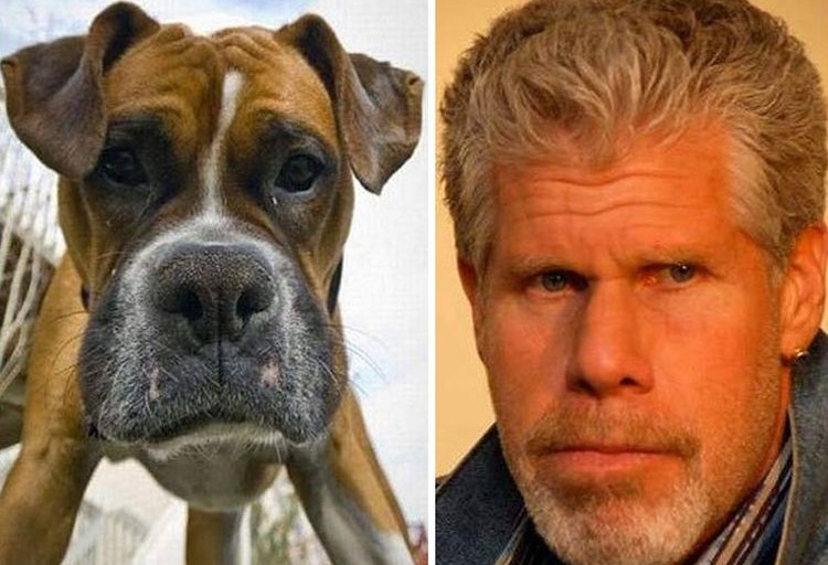 Ähnlichkeit zwischen Hund und Prominentem