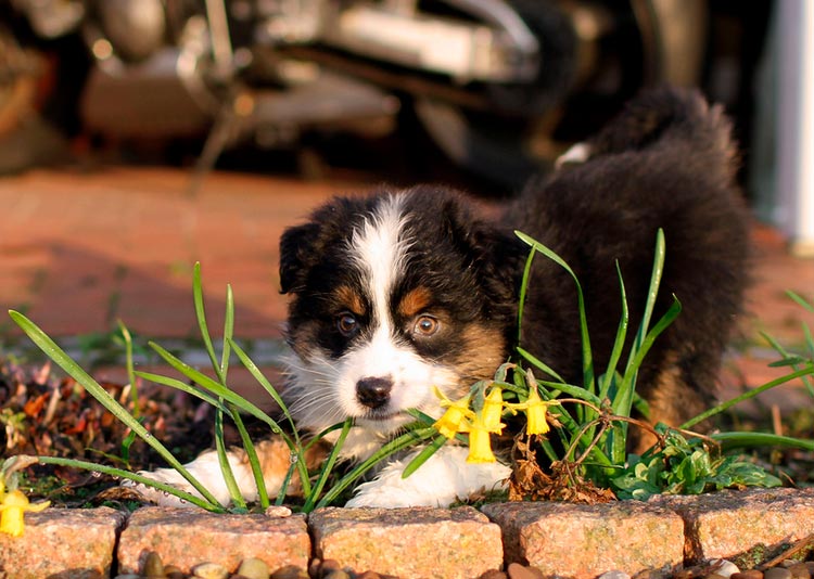 Cachorro de pastor australiano
