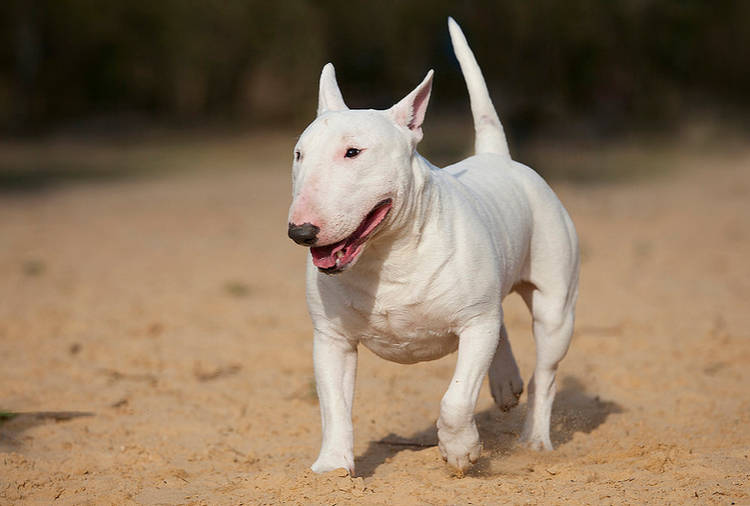 Bull Terrier blanco