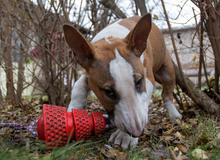 juguetes para bull terrier