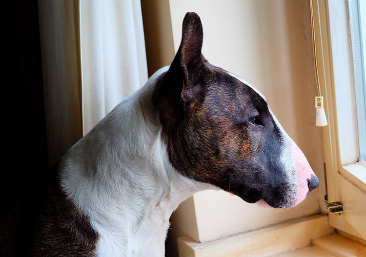 Cuidados del bull terrier