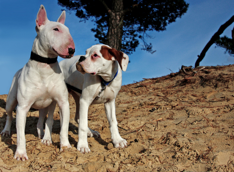 carácter del bull terrier