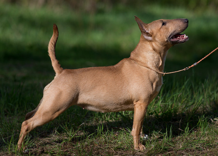 Bull terrier miniatura