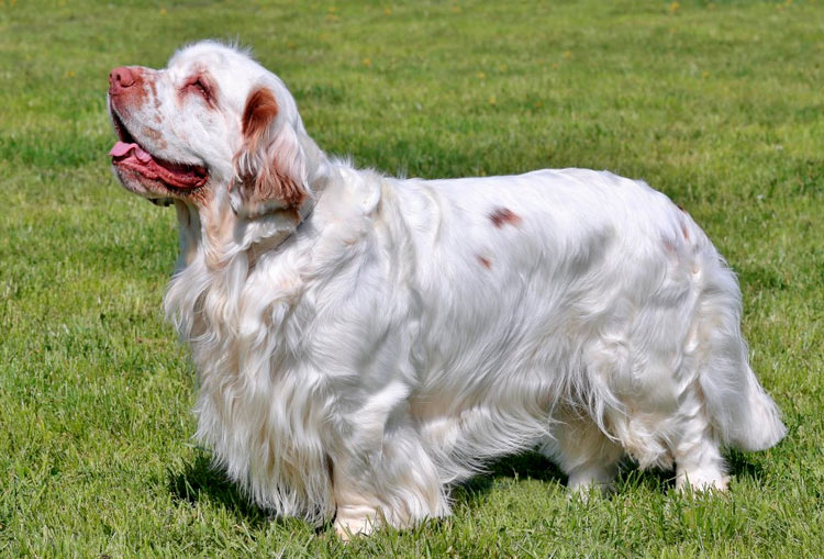 estándar de la raza Clumber Spaniel