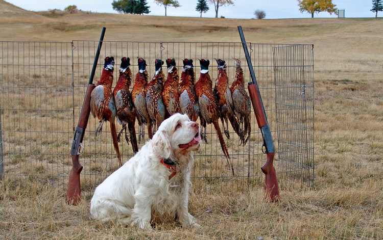 Clumber spaniel en la caza