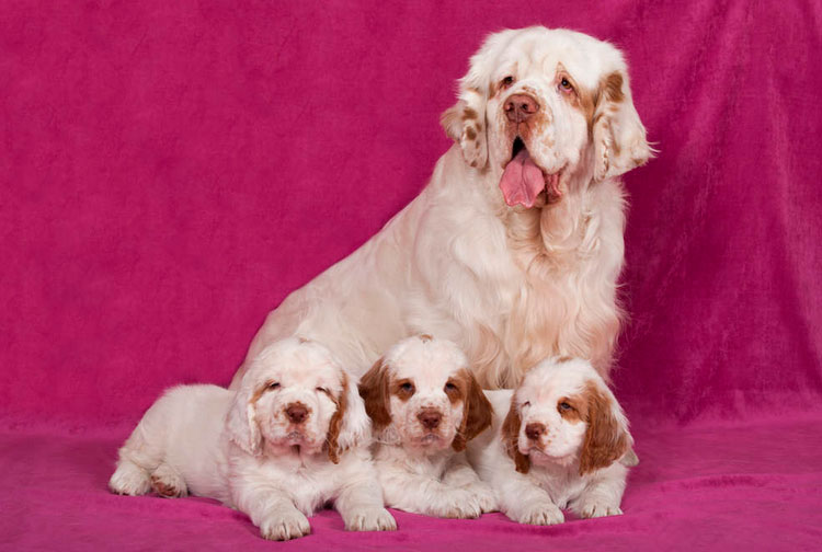 cachorros de clumber spaniel