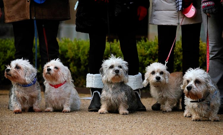 exposición de Dandie Dinmont terriers