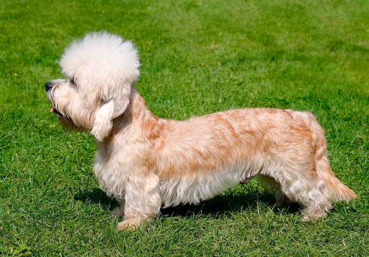 perro de raza Dandie Dinmont Terrier