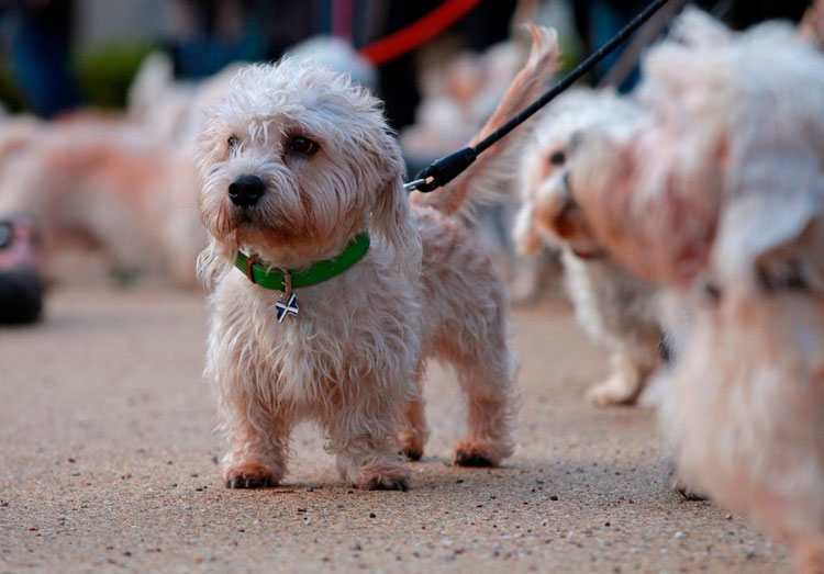 raza de perro Dandie Dinmont Terrier
