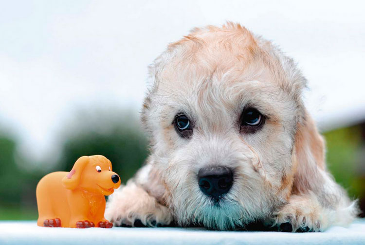 cachorro de Dandie Dinmont Terrier