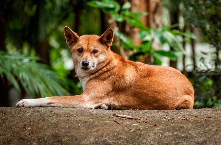 dingo australiano tumbado