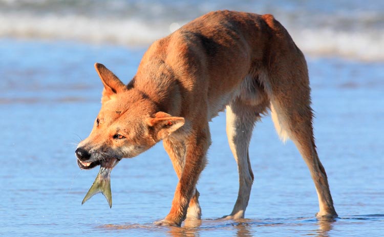 perro salvaje dingo comiendo pescado