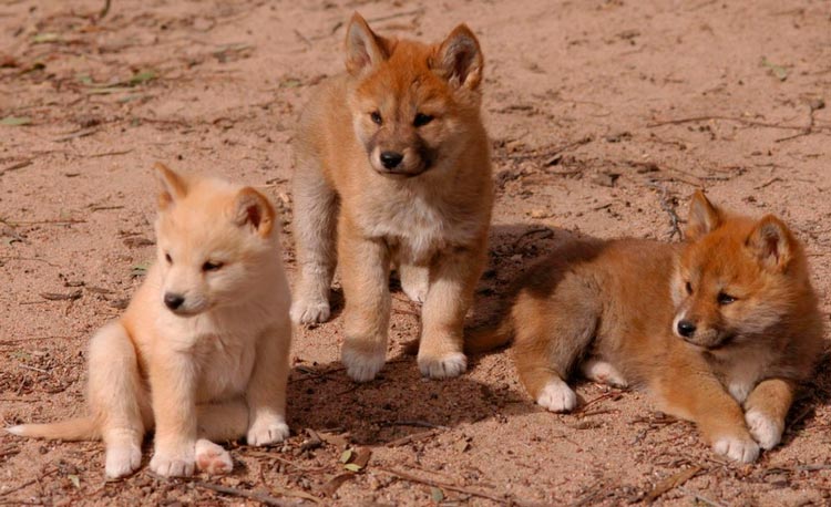 cachorros de dingo