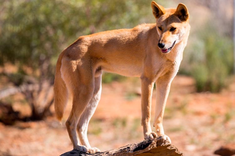 Dingo australiano (perro salvaje)