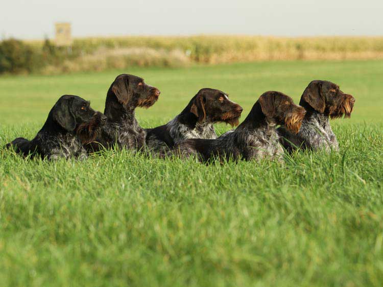 perros Drahthaar