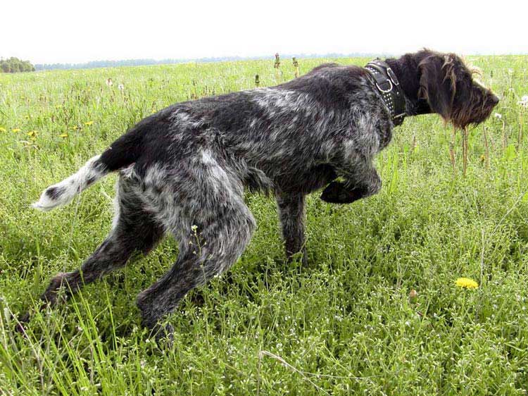 perro de raza Dratthaar alemán