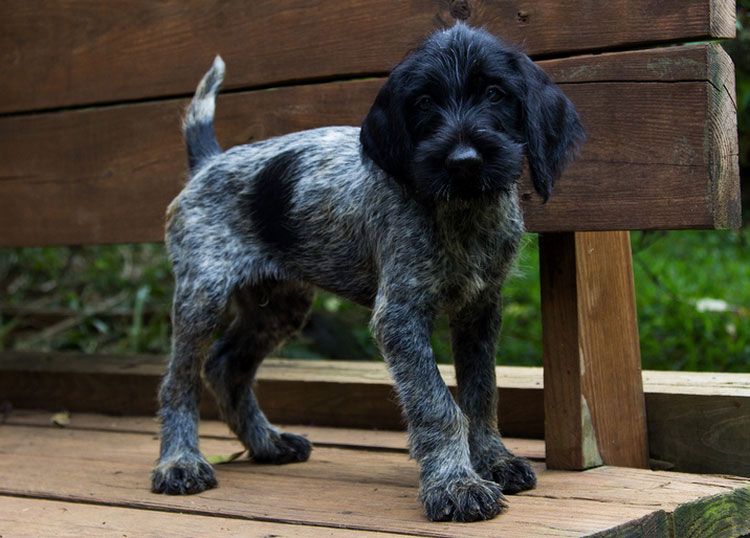 cachorro de braco alemán