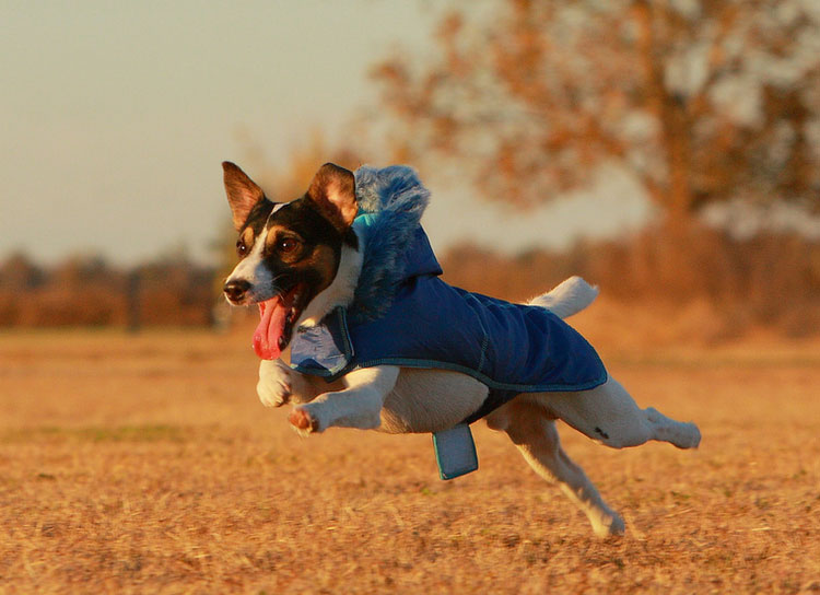 Precio del jack russell terrier