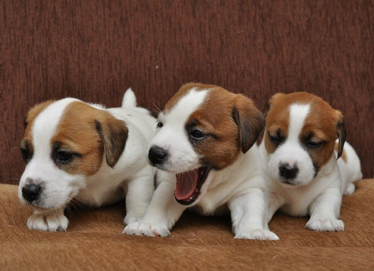 cachorros de Jack Russell terrier