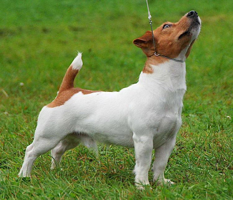 perro de raza Jack Russell Terrier