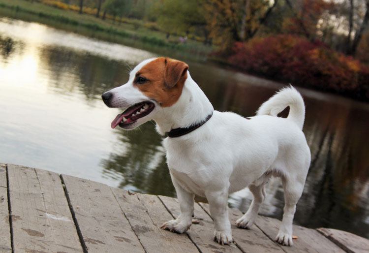 raza de perros Jack Russell Terrier
