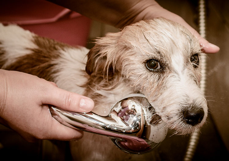 Cuidados del jack russell terrier