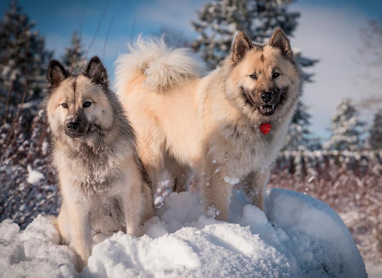 dos perros de la raza Eurasier