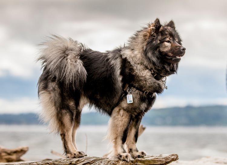 raza de perro Eurasier
