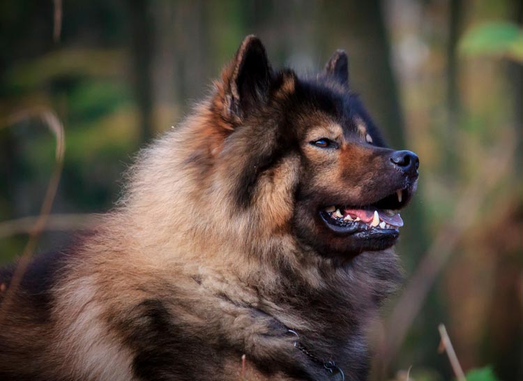 raza de perro Eurasier