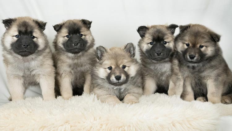 Cachorros de Eurasier de criadero