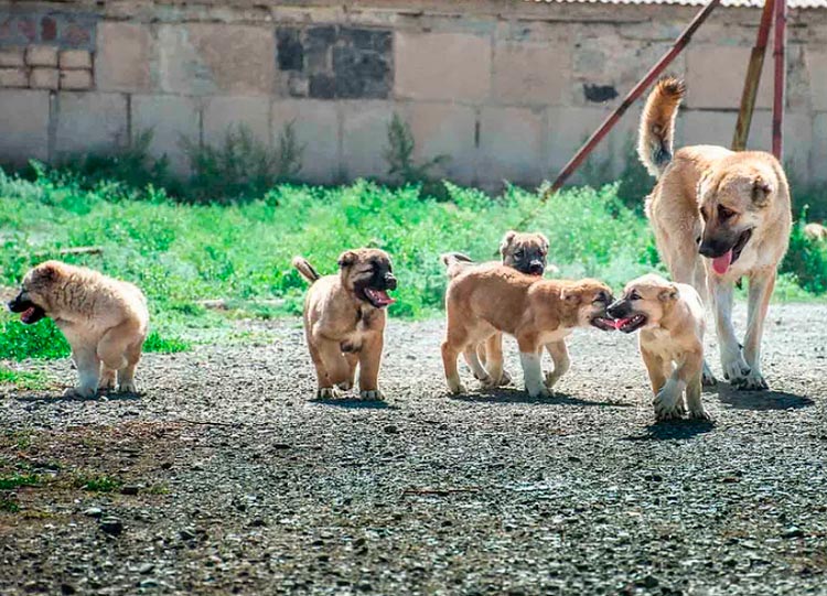 cachorros de gampr de criadero